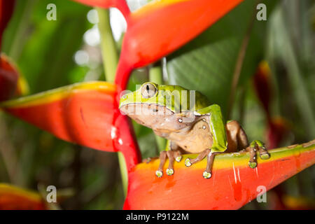 Ein großer Laubfrosch im Dschungel von Suriname in der Nähe von Bakhuis. Die Forschung weist darauf hin, dass Dies ist Phyllomedusa bicolor, auch als die riesigen Affen fr bekannt Stockfoto