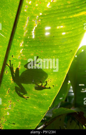 Ein großer Laubfrosch im Dschungel von Suriname in der Nähe von Bakhuis hier durch einen palm leaf gesehen. Die Forschung weist darauf hin, dass Dies ist Phyllomedusa bicolor, Umgebungslichtsensor Stockfoto