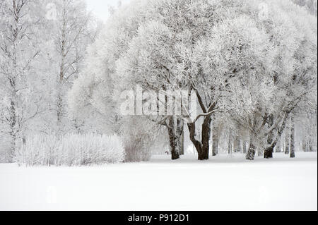 Winterlandschaft. Schnee und Frost bedeckt Bäume im Park. Stockfoto