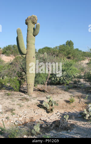 Landschaft der Wüste in der Nähe von Tucson, Arizona, mit einem CRESTED (cristate) Saguaro Kaktus. Stockfoto