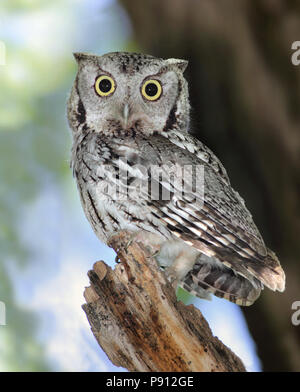 Eastern Screech Owl Mai 28th, 2010 Union Grove State Park, South Dakota Stockfoto