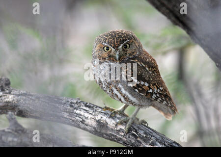 Elf Owl (Micrathene whitneyi) - 7. Mai 2008 in der Nähe von Tucson, Arizona Stockfoto