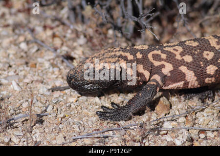 Gila Monster April 17th, 2014 Saguaro National Park East, Arizona Stockfoto