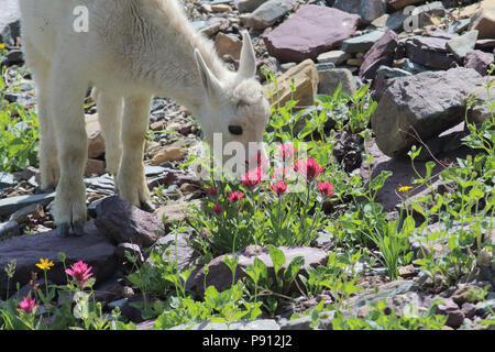 Bergziege August 5th, 2016 Logan Pass, Glacier National Park Stockfoto