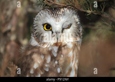 Northern Säge - wetzen Eule Februar 21st, 2015 See Alvin, Lincoln County, SD Stockfoto