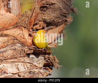 Safran Finch Juli 28th, 2017 Hawai'i Stockfoto