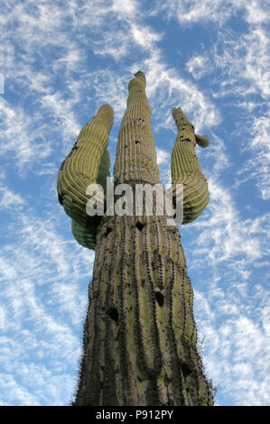 Gigantischen Saguaro Kaktus mit Morgenhimmel. Im Morgengrauen in der Nähe von Saguaro National Park East getroffen, auf der Ostseite von Tucson, Arizona Stockfoto