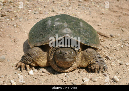 Snapping Turtle Mai 14th, 2007 Minnehaha County, South Dakota Stockfoto