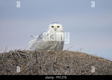 Snowy Owl auf einem Heuballen. Rechts vor der Morgendämmerung am See Anden National Wildlife Refuge, South Dakota, USA Stockfoto