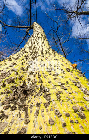 Nahaufnahme der schönen gelben Stamm mit konischen Dornen aus der tropischen Baum Ceiba wachsen in einem öffentlichen Park in Valencia, Spanien Stockfoto