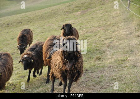 Schwarze Schafe auf einer Wiese in Gras für Mittagessen Stockfoto