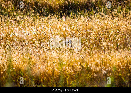 Eine weibliche Chinesische ring necked Pheasant versteckt sich in der hohen Gräser im San Luis National Wildlife Refuge im Central Valley in Kalifornien Stockfoto