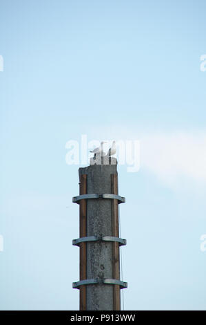 Zwei Möwen sitzen auf einer konkreten Mast mit dem bewölkten Himmel Hintergrund Stockfoto