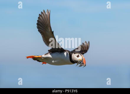 Ein papageitaucher Fliegen mit einem Mund voller Sandaale Stockfoto