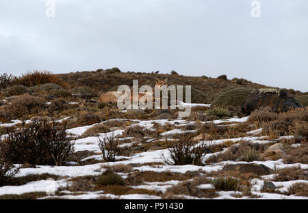 Erwachsene Frau patagonischen Puma ruht auf Seite der Schnee bestäubt Hügel mit ihren Jungen. Stockfoto