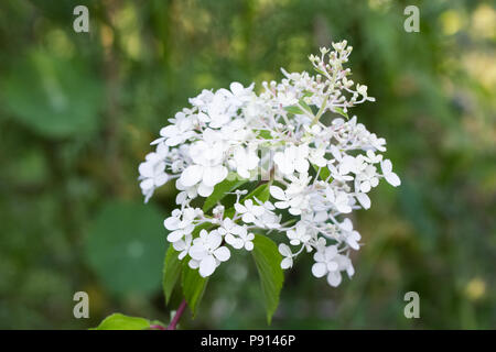 Hydrangea paniculata Vanille Fraise' Blumen. Stockfoto