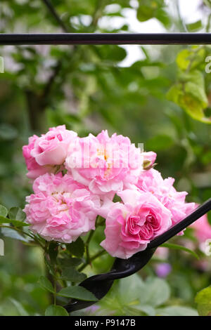 Rosa 'Dorothy Perkins' Blumen. Rambling Rose. Stockfoto