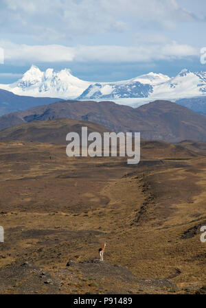 Einsame Guanako steht auf einem Hügel mit Blick über einen Teil der Torres del Paine Nationalpark, mit dem Südlichen Patagonischen Inlandeis in der Ferne. Stockfoto