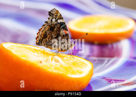 Distelfalter Schmetterling mit geschlossenen Flügeln, trinken aus einem orange Folie auf bunten Glas Tisch. Stockfoto