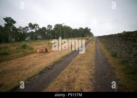 Highland Kühe mit Kalb und Stiere auf dem Feld liegend im Peak District Mauren. Die Straße führt durch das Ackerland. Stockfoto