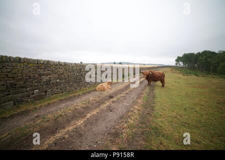 Highland Kuh mit Kalb Sperrung einer Straße und Pfad in ein Feld der Peak District National Park, die Stiere sind auch als Highland Rinder bekannt. Stockfoto