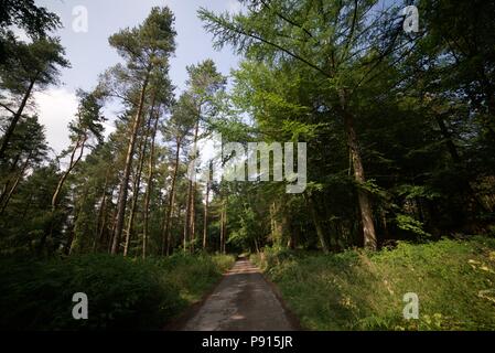 Einen schmutzigen Weg durch den herbstlichen Wald/Wald/Plantage führende an einem sonnigen Tag mit einem klaren Himmel. Pinien. Stockfoto