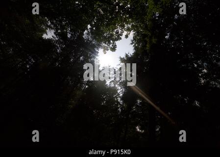 Sonnenlicht durch die Bäume in einem Wald, Sonne glitzernden durch Blätter in einem Wald. Stockfoto