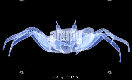 X-ray Ghost crab isoliert. 3D-Render. Stockfoto