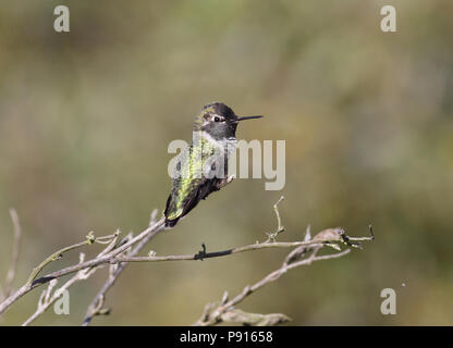 Anna's Hummingbird Dezember 9th, 2011 Sutro-bäder Bereich, San Francisco, Kalifornien Stockfoto