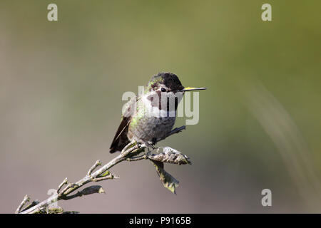 Anna's Hummingbird Dezember 9th, 2011 Sutro-bäder Bereich, San Francisco, Kalifornien Stockfoto