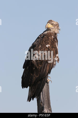 Weißkopfseeadler auf einem zaunpfosten Stockfoto