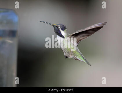 Costa Hummingbird's November 10th, 2015 Santa Rita Lodge, Madera Canyon, Arizona Stockfoto