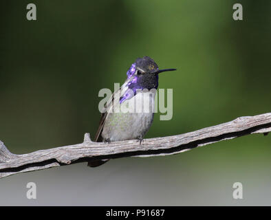 Costa Hummingbird's November 10th, 2015 Santa Rita Lodge, Madera Canyon, Arizona Stockfoto