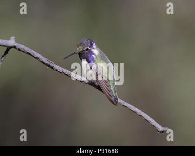 Costa Hummingbird's November 10th, 2015 Santa Rita Lodge, Madera Canyon, Arizona Stockfoto