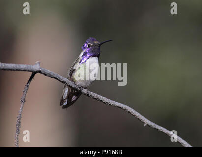 Costa Hummingbird's November 10th, 2015 Santa Rita Lodge, Madera Canyon, Arizona Stockfoto