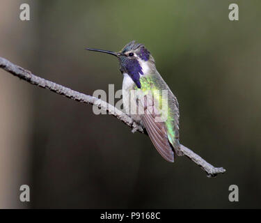 Costa Hummingbird's November 10th, 2015 Santa Rita Lodge, Madera Canyon, Arizona Stockfoto