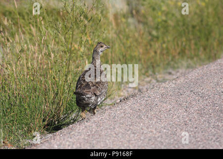 Blue Grouse 18. August 2008 Bighorn Mountains, Wyoming Stockfoto