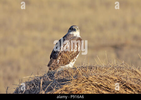 Eisenhaltige Hawk 27. November, 2011 Stanley County im Südosten von Pierre, South Dakota Stockfoto