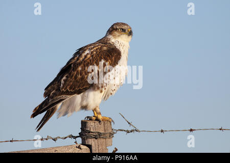 Eisenhaltige Hawk 27. November, 2011 Stanley County im Südosten von Pierre, South Dakota Stockfoto