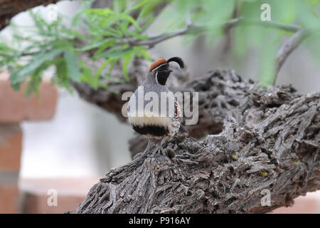 Gambel's quail April 18th, 2014 Hacienda Del Desierto, Tucson, Arizona Stockfoto