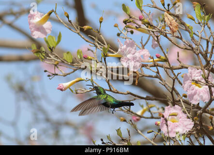 Grün-throated Carib Juni 8th, 2015 St. John's Island, U.S. Virgin Islands Stockfoto