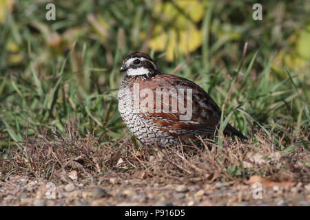 Northern bobwhite Oktober 13th, 2008 Beaver Creek Naturgebiet in der Nähe von Brandon, South Dakota Stockfoto