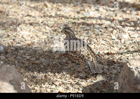 Maskierte Bobwhite, Unterarten des Nördlichen Bobwhite Dezember 10th, 2010 Aufgrund der Sonora Desert Museum, Tucson, Arizona Stockfoto