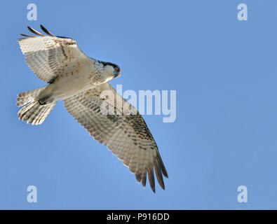 Osprey im Flug Pandion haliaetus Oktober 28th, 2007 Gavin's Point Dam, South Dakota und Nebraska Grenze Stockfoto