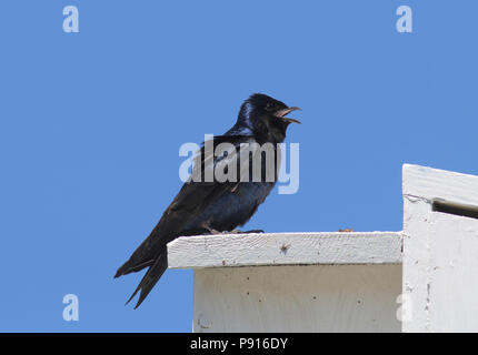 Purple Martin Mai 6th, 2017 in der Nähe von Hartford, South Dakota Stockfoto