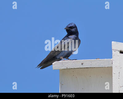 Purple Martin Mai 6th, 2017 in der Nähe von Hartford, South Dakota Stockfoto