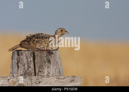 Kinder Ring-necked Pheasant August 1st, 2008 in der Nähe des Thompson, Kingsbury County, South Dakota Stockfoto