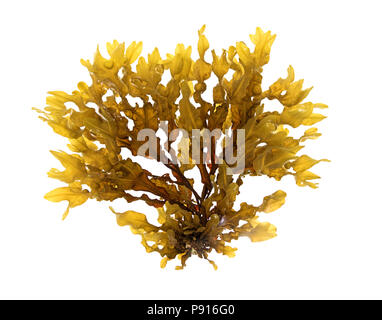 Fucus vesiculosus (blasentang) in Rümpfe Cove, Maine gesammelt Stockfoto