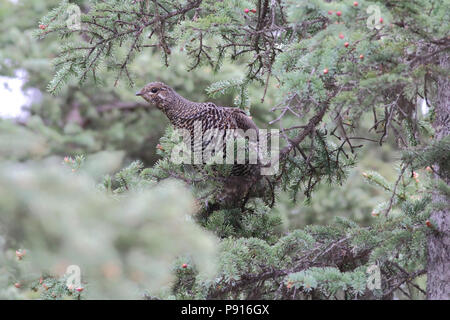 Spruce Grouse in einem Spruce Tree 21. Mai 2014 Kenai Halbinsel, Alaska Stockfoto