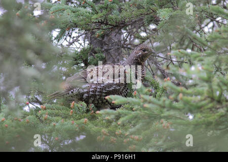 Spruce Grouse in einem Spruce Tree 21. Mai 2014 Kenai Halbinsel, Alaska Stockfoto